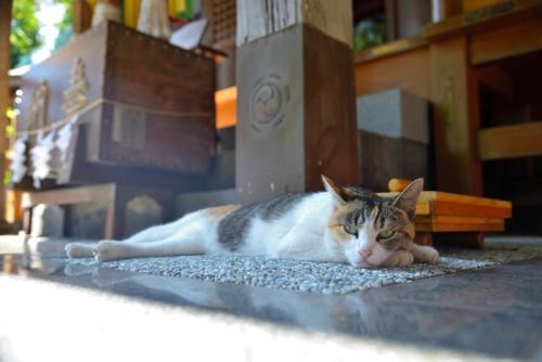神社で寝そべる猫