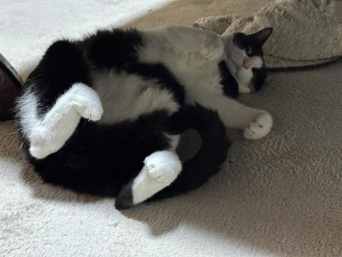 仰向けの子猫