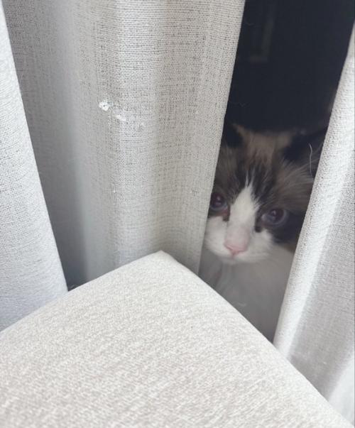 隠れる猫