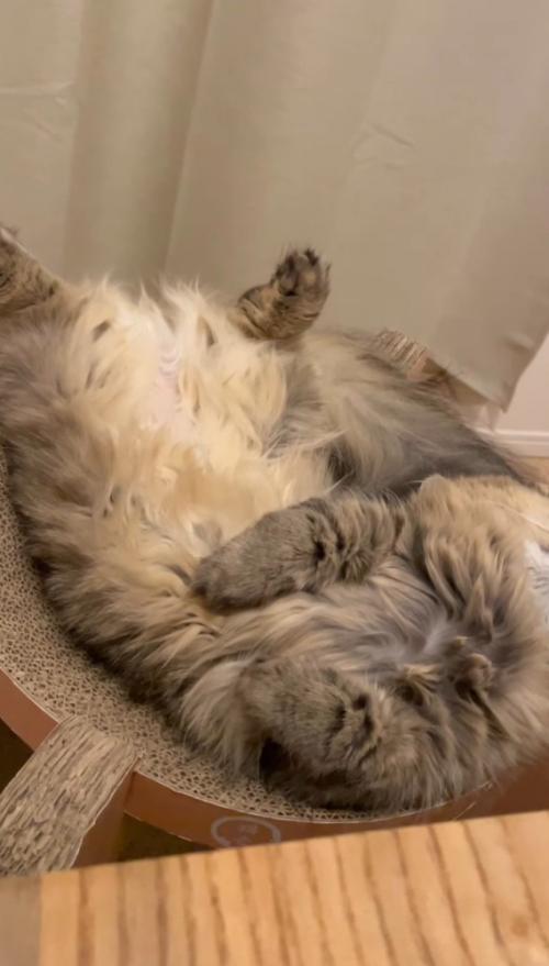 上半身を直角に曲げて眠る猫