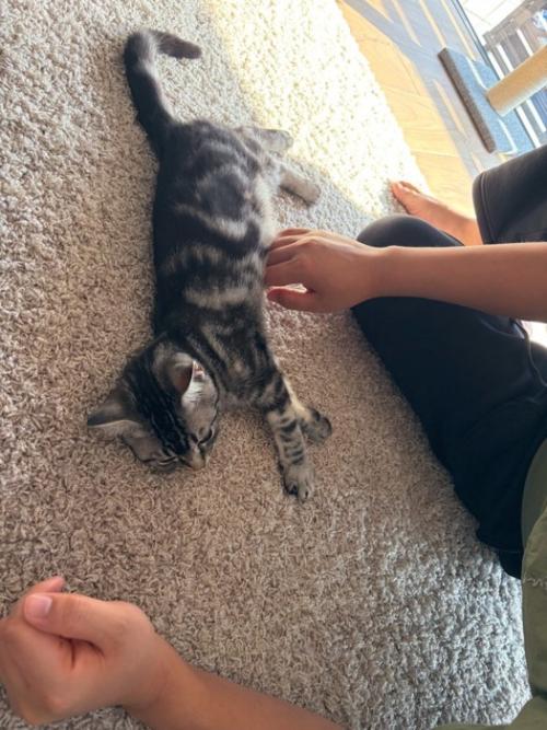 寝そべる子猫