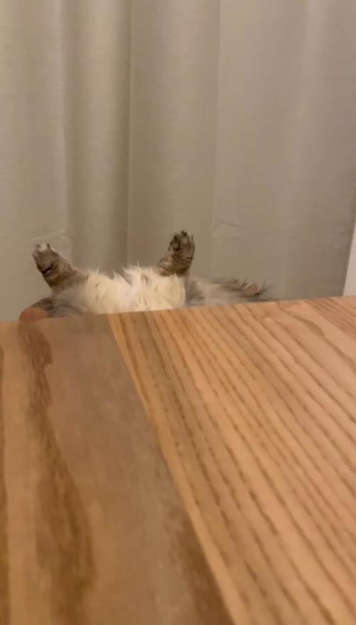テーブルの陰から見えている猫の後ろ足