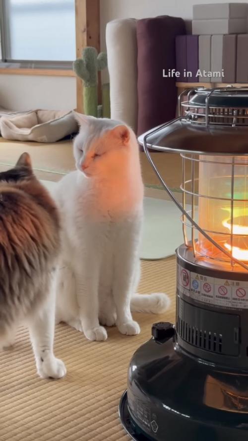 2匹の猫の写真1