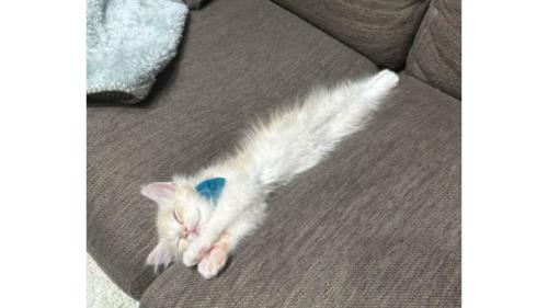 ソファで寝ている子猫