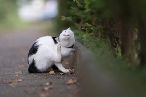鈴付きの首輪をした耳をかく猫
