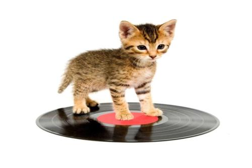 レコードの上の子猫
