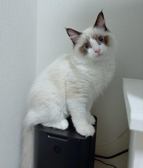 お座りする子猫
