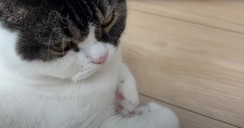 猫の様子