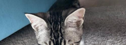 子猫の頭