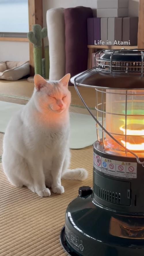 ストーブの前でくつろぐ猫の写真1