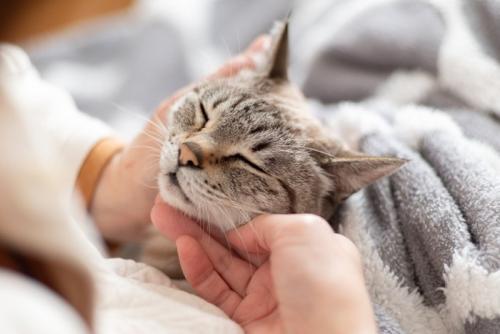 撫でられる猫