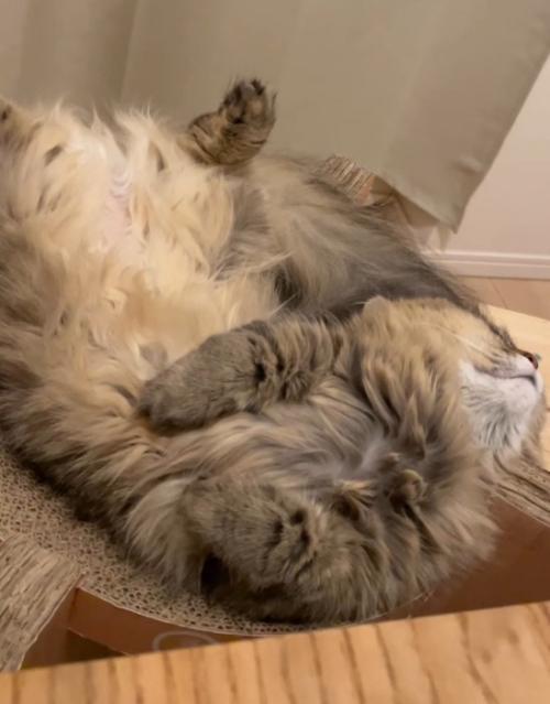 ベッド型爪研ぎの上で眠る猫
