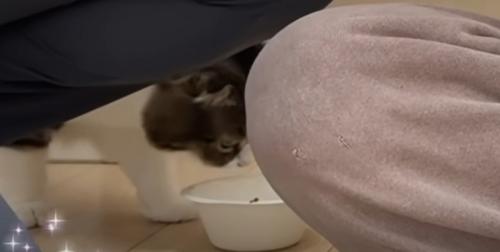 猫の様子