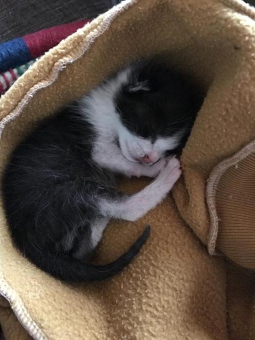 寝ている子猫