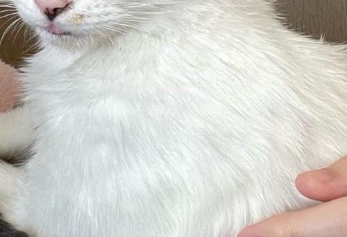 子猫の毛並み