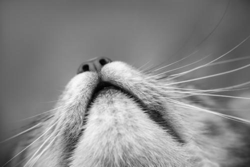 白黒の猫のアップ
