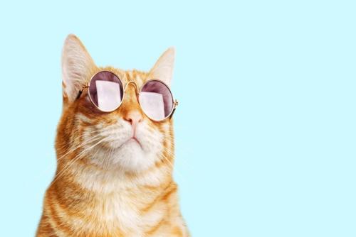 サングラスしている猫
