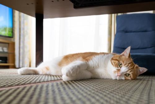 退屈そうな猫