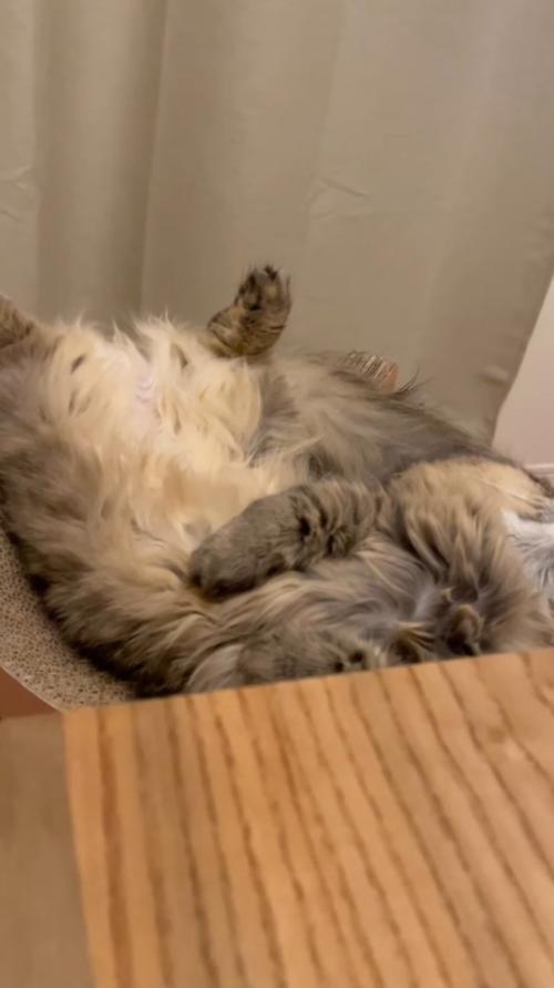 ベッド型爪研ぎの上で横になっている猫に近づく飼い主