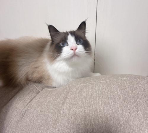 伏せの姿勢で見上げる猫