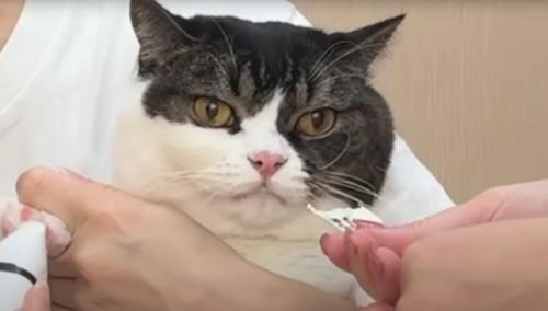 猫の様子