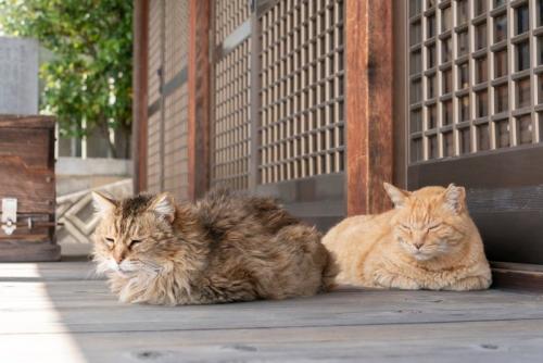 神社に住む二匹の猫