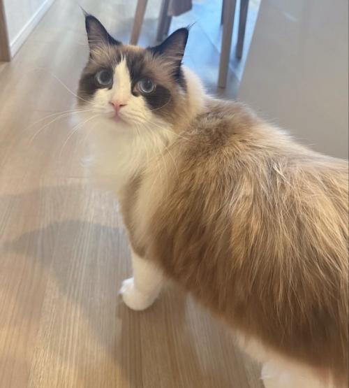 振り向く猫