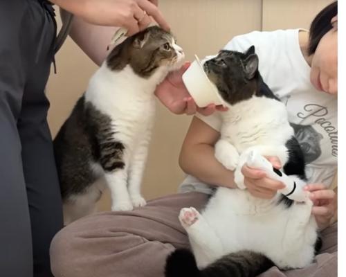 猫の様子