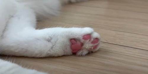 猫の肉球