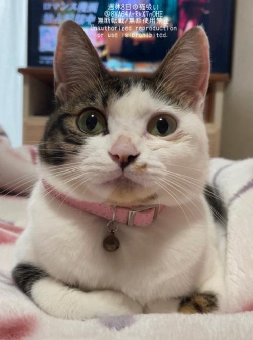 くつろぐ猫