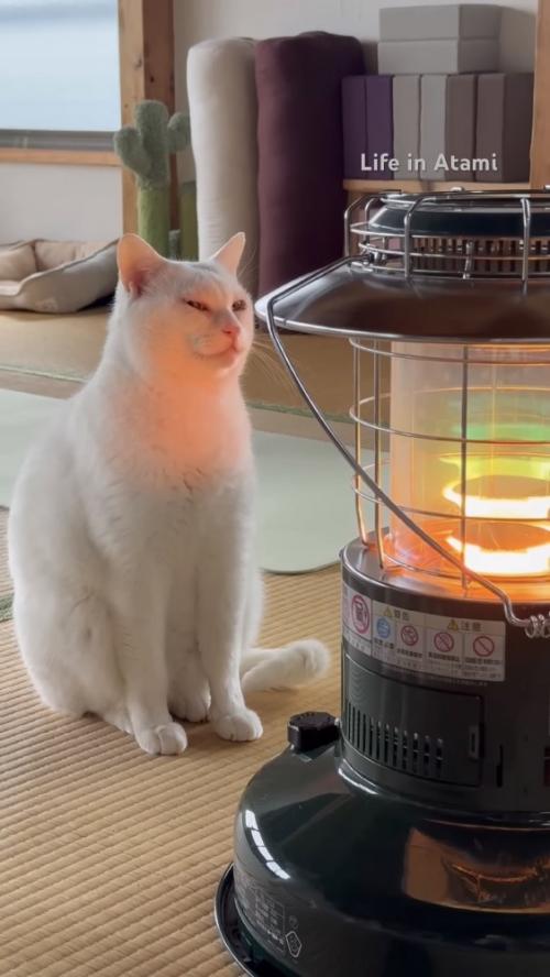 ストーブの前でくつろぐ猫の写真