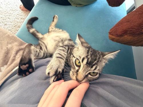 飼い主に甘える子猫