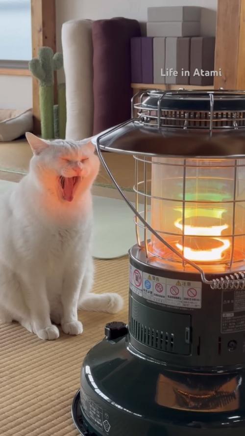 あくびする猫の写真