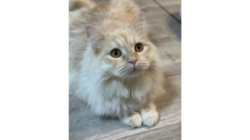 室内にいる猫