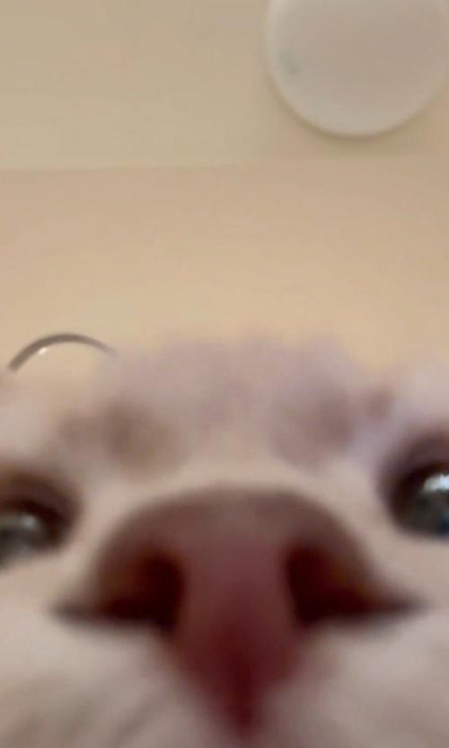 猫のドアップ