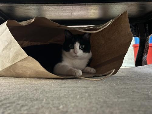 紙袋の中にいる猫