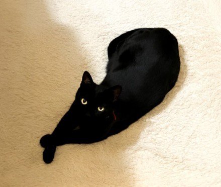 見上げる猫