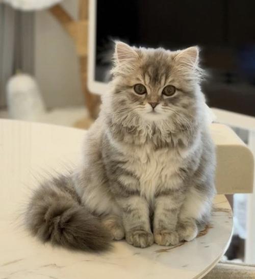 飼い主をジッと見つめる猫