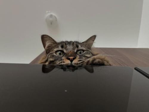 上から見ている猫