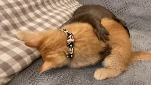 背中に回された前足