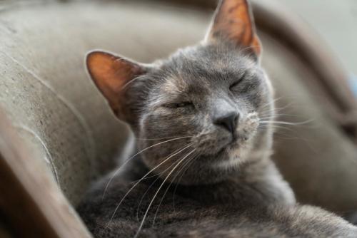 瞬きをする猫