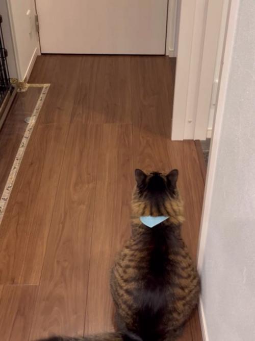 お座りする猫の背中