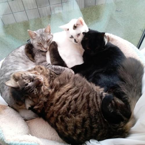 4匹の猫
