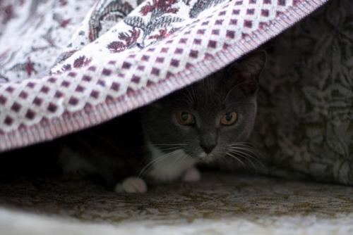 隠れる猫