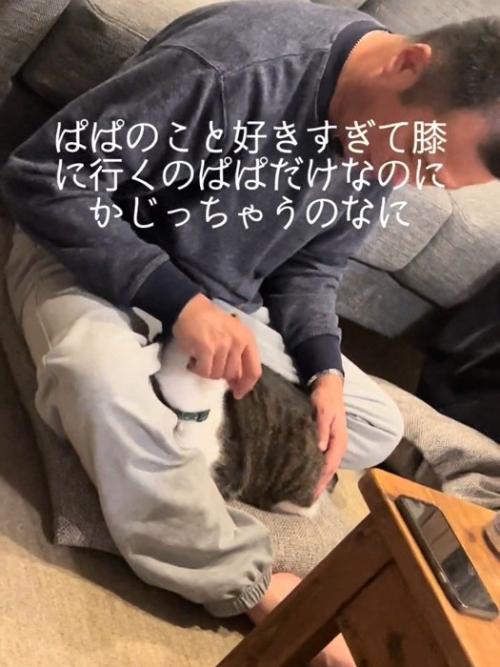 上を向く猫