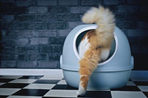 トイレに入る猫