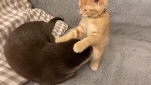 頭の上に前足