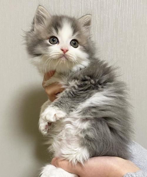 壁紙の前で抱っこされている子猫