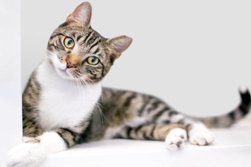 首をかしげる猫