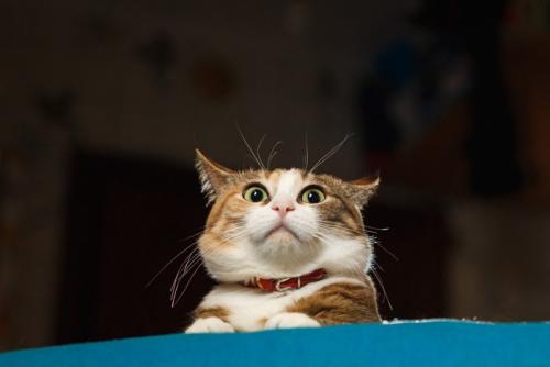 ビックリする猫